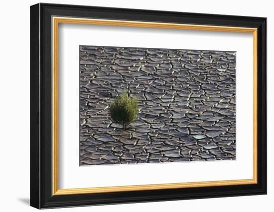 Pickleweed Growing from Cracked Landscape-DLILLC-Framed Photographic Print