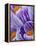 Pickwick crocus-Clive Nichols-Framed Premier Image Canvas