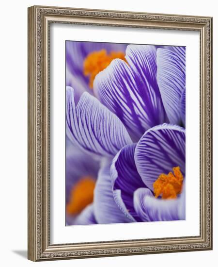 Pickwick crocus-Clive Nichols-Framed Photographic Print