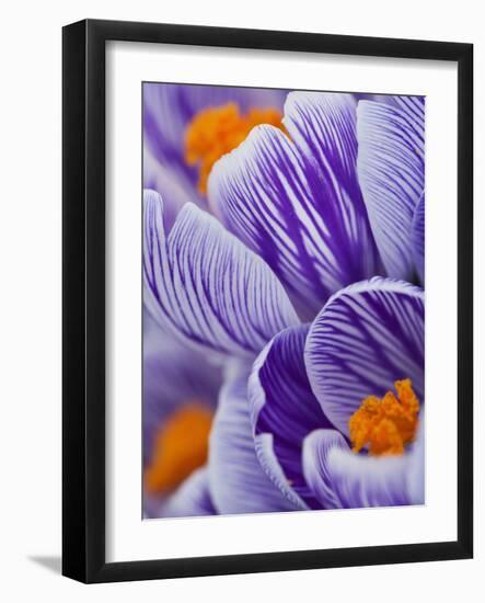 Pickwick crocus-Clive Nichols-Framed Photographic Print