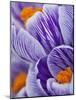 Pickwick crocus-Clive Nichols-Mounted Photographic Print