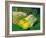 Picnic Lemon Label - Whittier, CA-Lantern Press-Framed Art Print