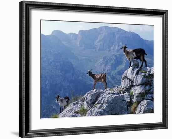 Picos De Europa, Goats Stand on a Ridgeline in the Picos De Europa, Spain-John Warburton-lee-Framed Photographic Print