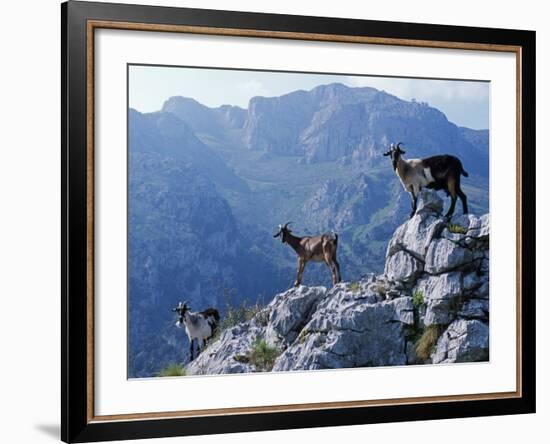 Picos De Europa, Goats Stand on a Ridgeline in the Picos De Europa, Spain-John Warburton-lee-Framed Photographic Print