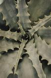 Agave_001-Pictufy Studio III-Giclee Print