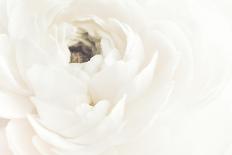 White Flower 02-Pictufy Studio III-Giclee Print