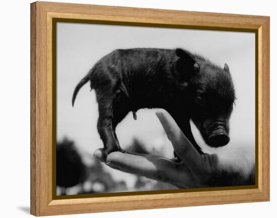 Picture of a Baby Pig in the Palm of a Mans Hand-Wallace Kirkland-Framed Premier Image Canvas