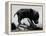 Picture of a Baby Pig in the Palm of a Mans Hand-Wallace Kirkland-Framed Premier Image Canvas