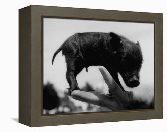 Picture of a Baby Pig in the Palm of a Mans Hand-Wallace Kirkland-Framed Premier Image Canvas