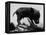 Picture of a Baby Pig in the Palm of a Mans Hand-Wallace Kirkland-Framed Premier Image Canvas