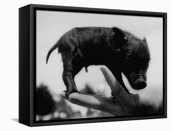 Picture of a Baby Pig in the Palm of a Mans Hand-Wallace Kirkland-Framed Premier Image Canvas