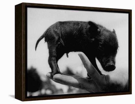 Picture of a Baby Pig in the Palm of a Mans Hand-Wallace Kirkland-Framed Premier Image Canvas