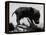 Picture of a Baby Pig in the Palm of a Mans Hand-Wallace Kirkland-Framed Premier Image Canvas