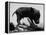 Picture of a Baby Pig in the Palm of a Mans Hand-Wallace Kirkland-Framed Premier Image Canvas