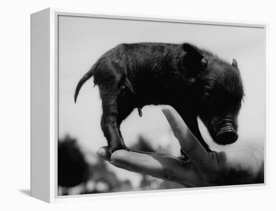 Picture of a Baby Pig in the Palm of a Mans Hand-Wallace Kirkland-Framed Premier Image Canvas