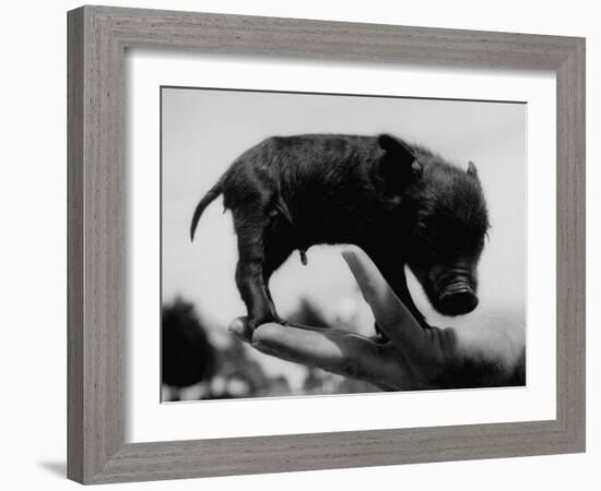 Picture of a Baby Pig in the Palm of a Mans Hand-Wallace Kirkland-Framed Photographic Print