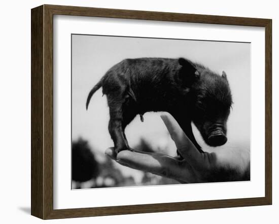 Picture of a Baby Pig in the Palm of a Mans Hand-Wallace Kirkland-Framed Photographic Print