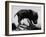 Picture of a Baby Pig in the Palm of a Mans Hand-Wallace Kirkland-Framed Photographic Print