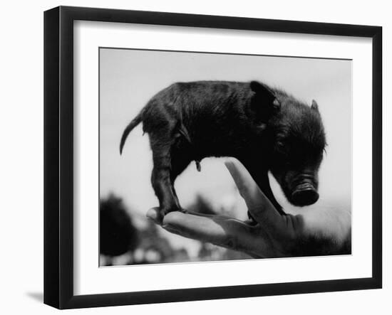 Picture of a Baby Pig in the Palm of a Mans Hand-Wallace Kirkland-Framed Photographic Print