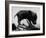 Picture of a Baby Pig in the Palm of a Mans Hand-Wallace Kirkland-Framed Photographic Print