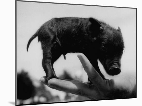Picture of a Baby Pig in the Palm of a Mans Hand-Wallace Kirkland-Mounted Photographic Print