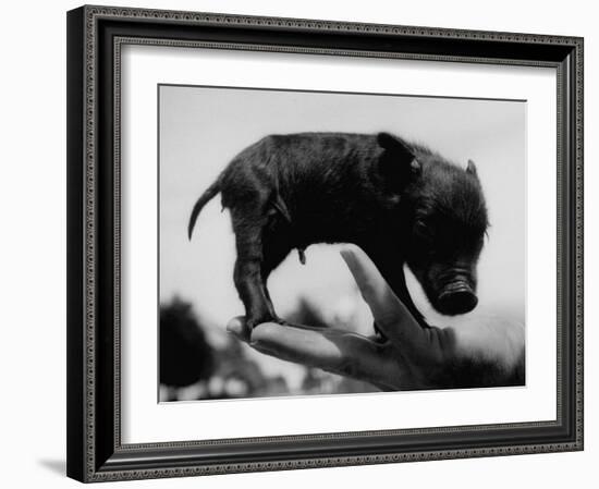 Picture of a Baby Pig in the Palm of a Mans Hand-Wallace Kirkland-Framed Photographic Print