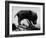 Picture of a Baby Pig in the Palm of a Mans Hand-Wallace Kirkland-Framed Photographic Print