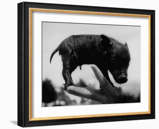 Picture of a Baby Pig in the Palm of a Mans Hand-Wallace Kirkland-Framed Photographic Print