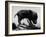 Picture of a Baby Pig in the Palm of a Mans Hand-Wallace Kirkland-Framed Photographic Print