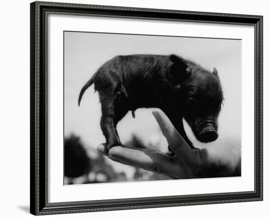 Picture of a Baby Pig in the Palm of a Mans Hand-Wallace Kirkland-Framed Photographic Print