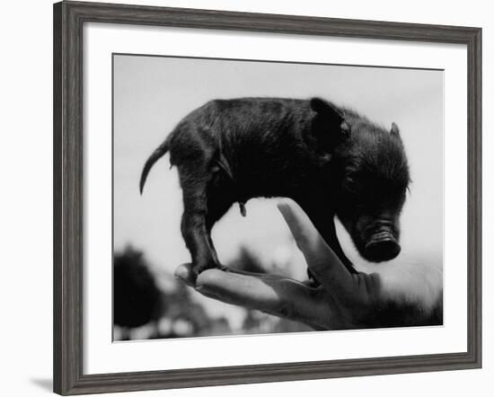 Picture of a Baby Pig in the Palm of a Mans Hand-Wallace Kirkland-Framed Photographic Print