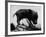 Picture of a Baby Pig in the Palm of a Mans Hand-Wallace Kirkland-Framed Photographic Print