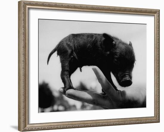 Picture of a Baby Pig in the Palm of a Mans Hand-Wallace Kirkland-Framed Photographic Print