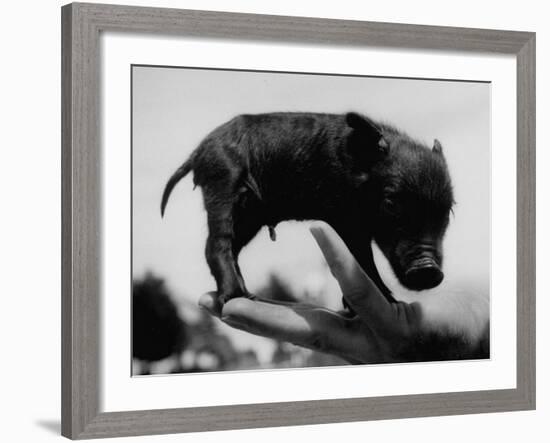 Picture of a Baby Pig in the Palm of a Mans Hand-Wallace Kirkland-Framed Photographic Print