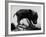 Picture of a Baby Pig in the Palm of a Mans Hand-Wallace Kirkland-Framed Photographic Print