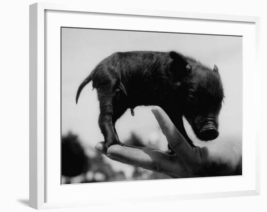 Picture of a Baby Pig in the Palm of a Mans Hand-Wallace Kirkland-Framed Photographic Print