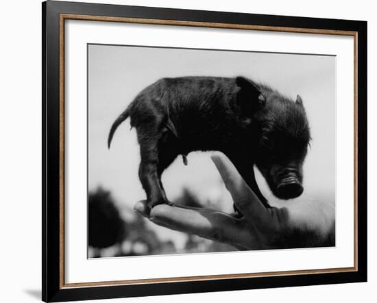 Picture of a Baby Pig in the Palm of a Mans Hand-Wallace Kirkland-Framed Photographic Print