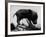 Picture of a Baby Pig in the Palm of a Mans Hand-Wallace Kirkland-Framed Photographic Print