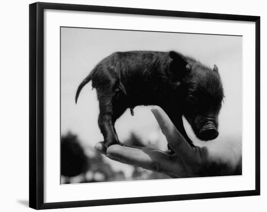 Picture of a Baby Pig in the Palm of a Mans Hand-Wallace Kirkland-Framed Photographic Print