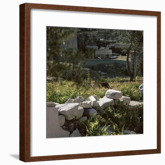 Picture of a cat in Athens. Artist: Unknown-Unknown-Framed Photographic Print