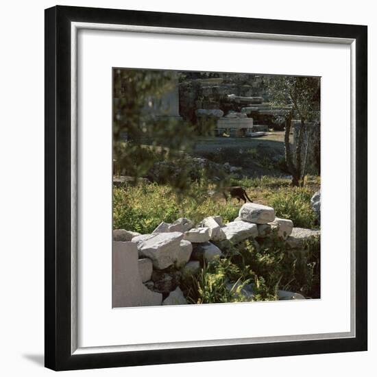 Picture of a cat in Athens. Artist: Unknown-Unknown-Framed Photographic Print