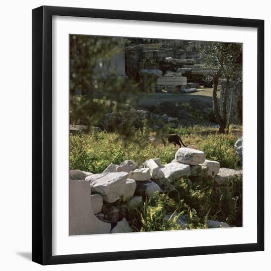 Picture of a cat in Athens. Artist: Unknown-Unknown-Framed Photographic Print