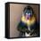 Picture Of A Colourful Displeased Mandrill-NejroN Photo-Framed Premier Image Canvas