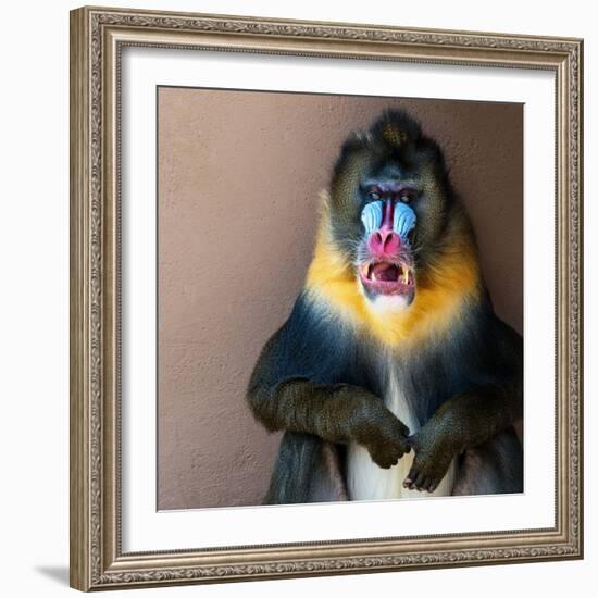 Picture Of A Colourful Displeased Mandrill-NejroN Photo-Framed Photographic Print