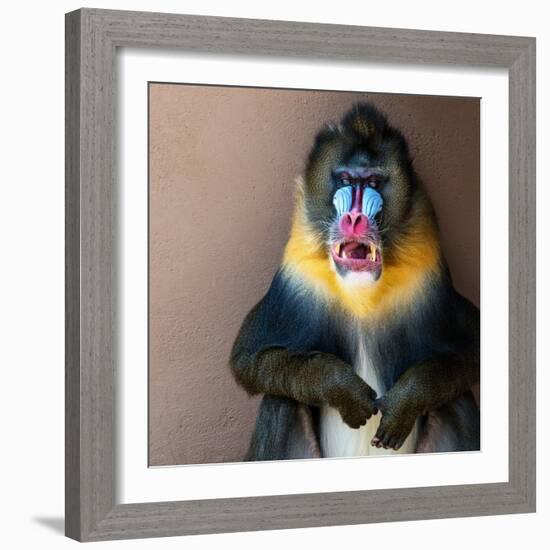 Picture Of A Colourful Displeased Mandrill-NejroN Photo-Framed Photographic Print