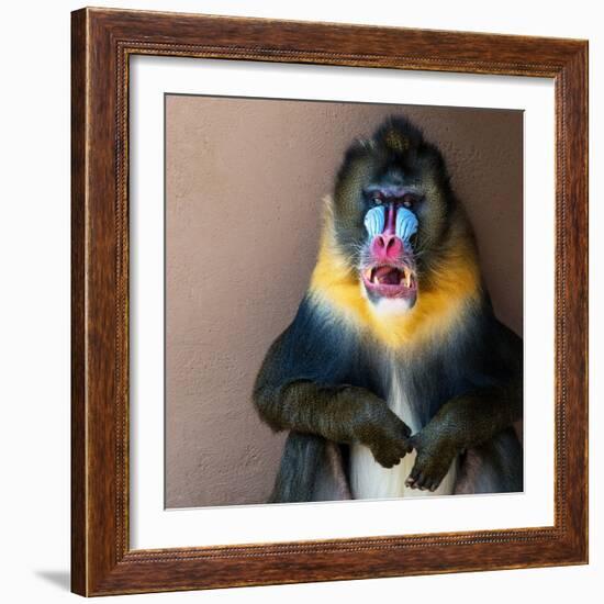 Picture Of A Colourful Displeased Mandrill-NejroN Photo-Framed Photographic Print