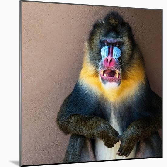 Picture Of A Colourful Displeased Mandrill-NejroN Photo-Mounted Photographic Print