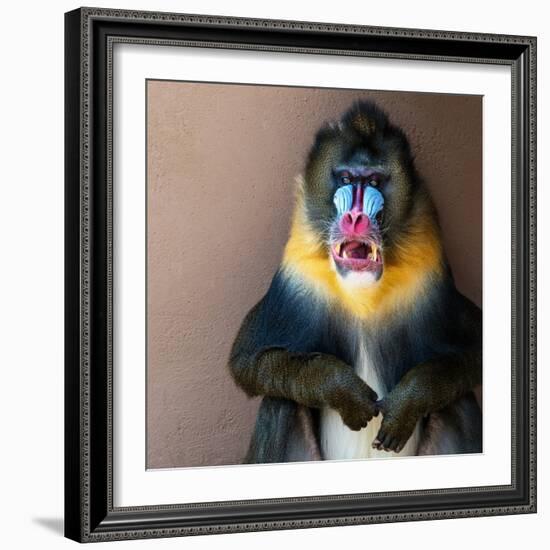 Picture Of A Colourful Displeased Mandrill-NejroN Photo-Framed Photographic Print