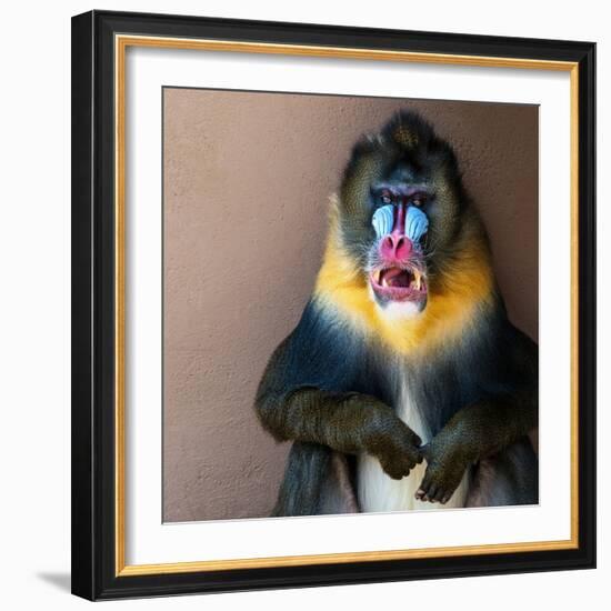 Picture Of A Colourful Displeased Mandrill-NejroN Photo-Framed Photographic Print