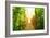 Picture of Arenal Hanging Bridges Ecological Reserve, Natural Rainforest Park-Anna Omelchenko-Framed Premium Giclee Print